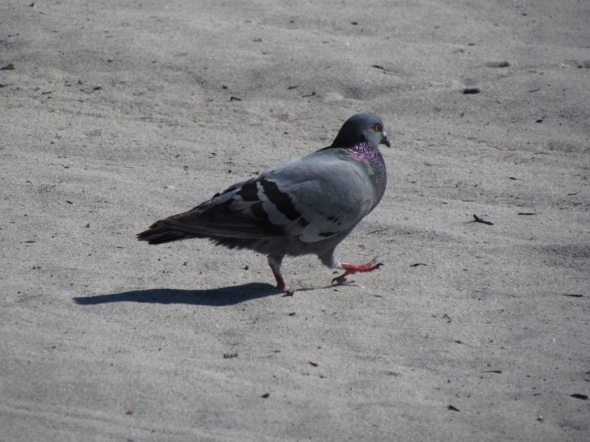 Rock Pigeon (Feral Pigeon) - Derek LaFlamme