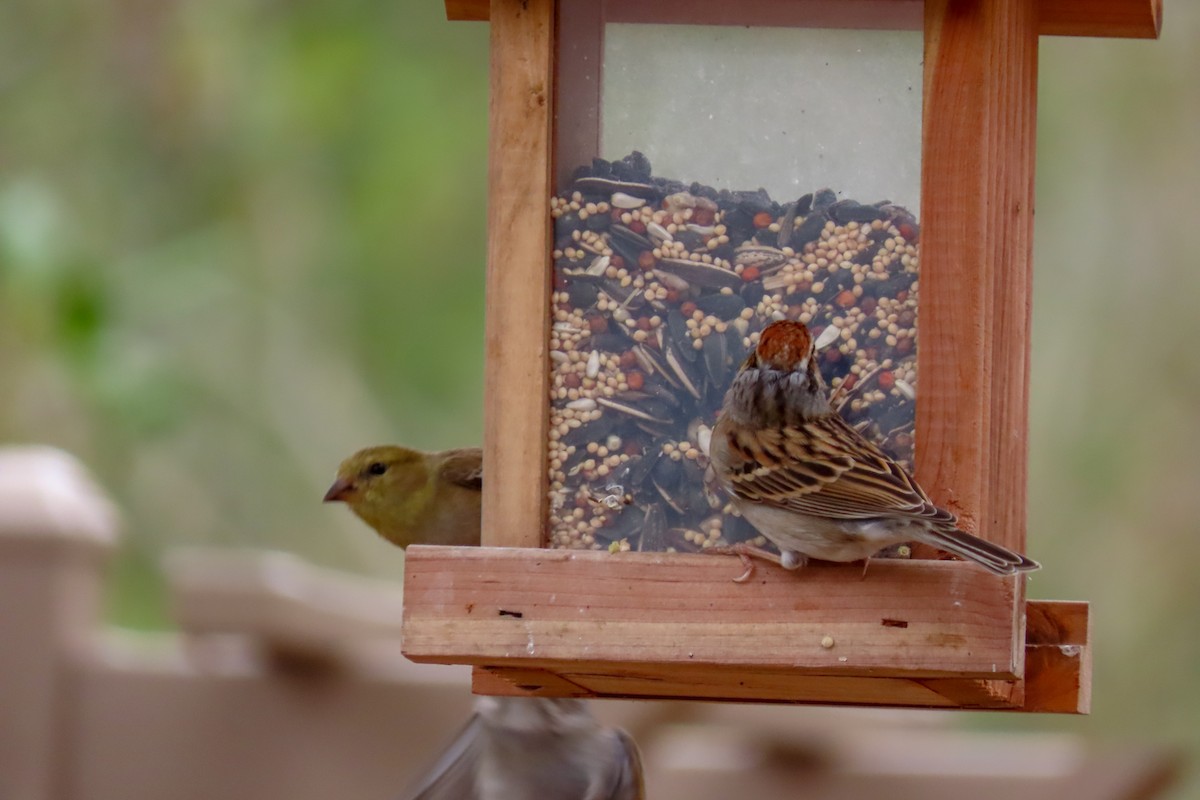 Chipping Sparrow - Mark Huser