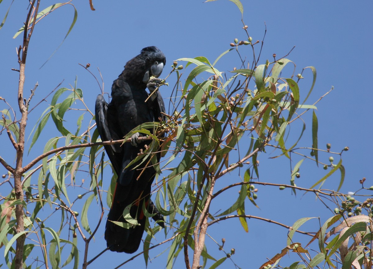 Red-tailed Black-Cockatoo - Geoff Dennis