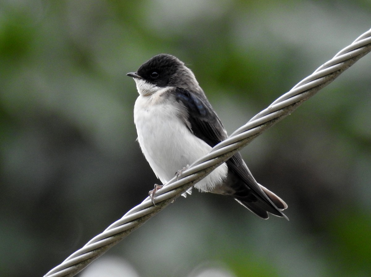 Blue-and-white Swallow - ML142053671