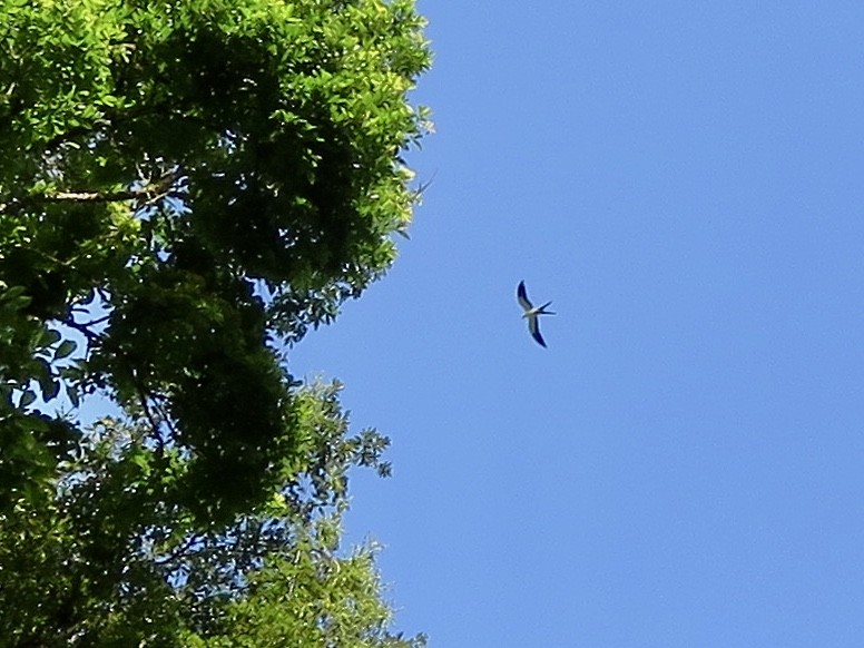 Swallow-tailed Kite - Yve Morrell