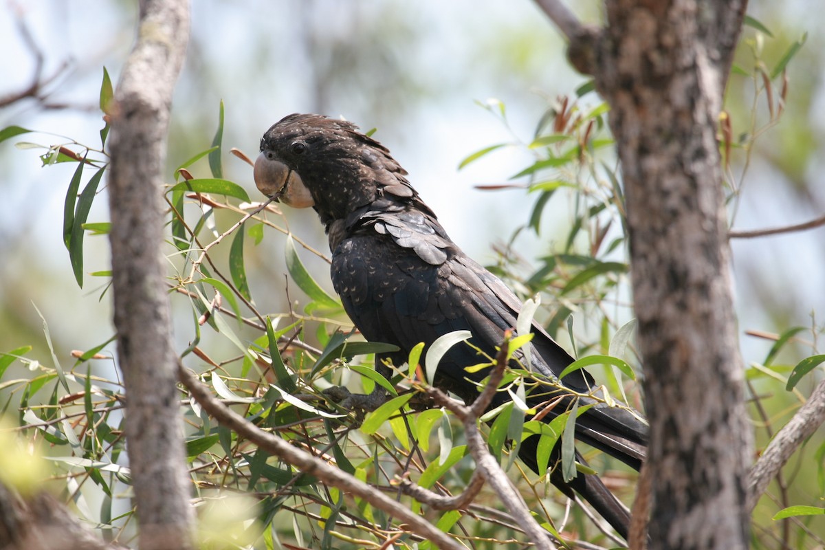 Red-tailed Black-Cockatoo - ML142054081
