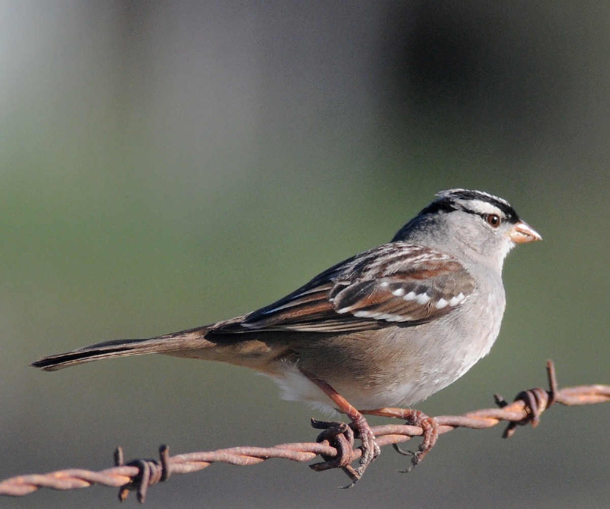 White-crowned Sparrow (oriantha) - Steven Mlodinow