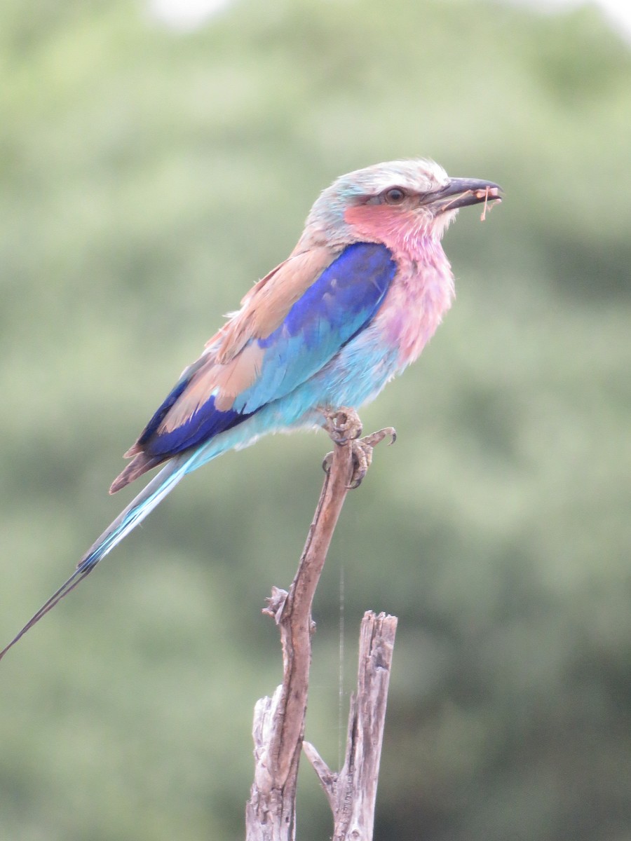 Lilac-breasted Roller - ML142054401