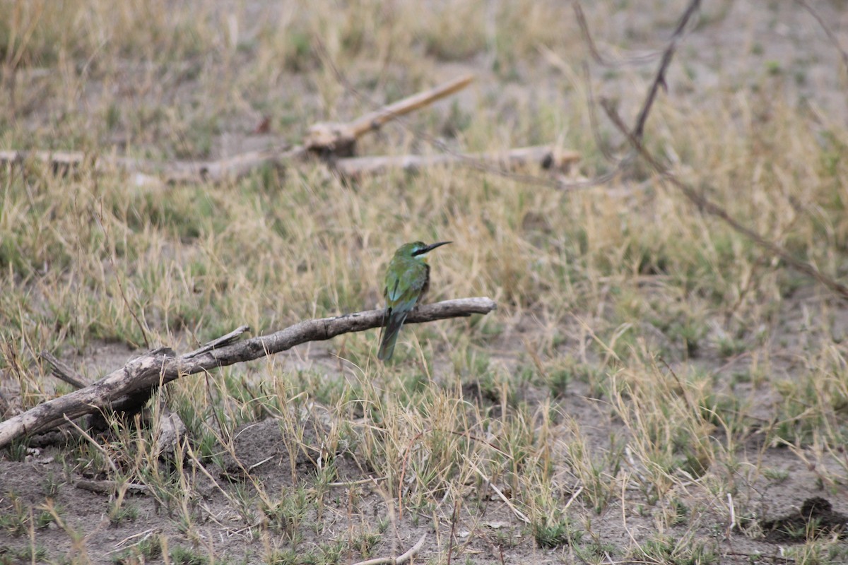 Blue-cheeked Bee-eater - ML142054861