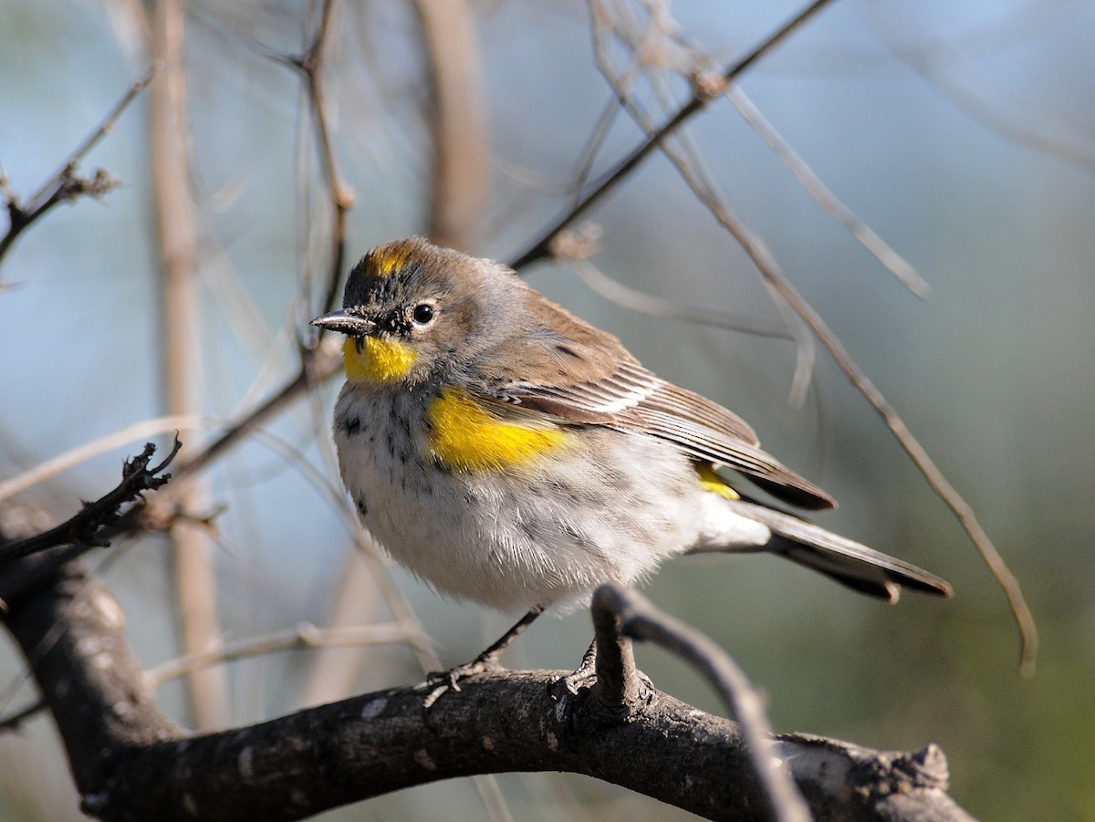 Yellow-rumped Warbler (Audubon's) - ML142055151