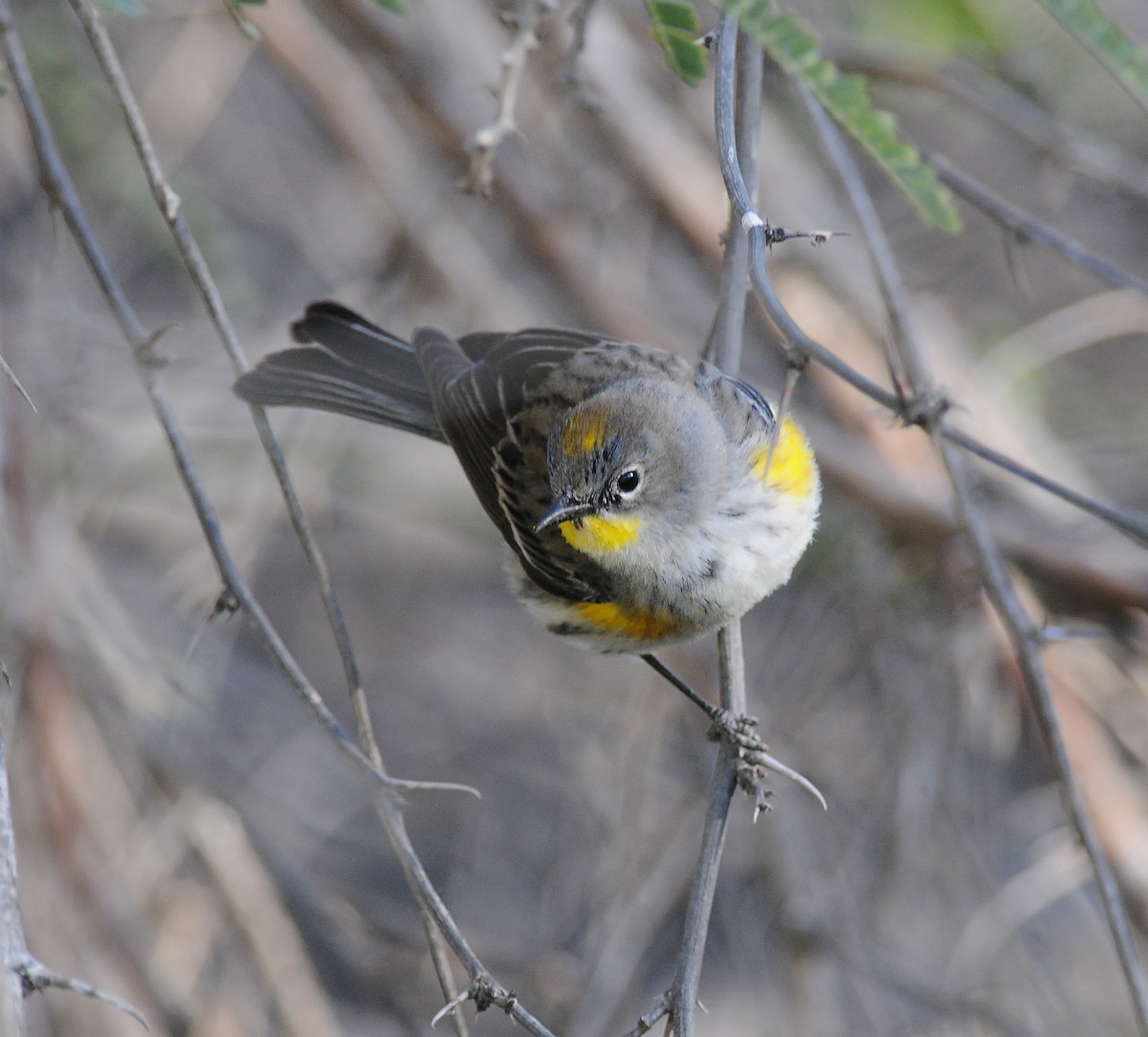 Yellow-rumped Warbler (Audubon's) - Steven Mlodinow