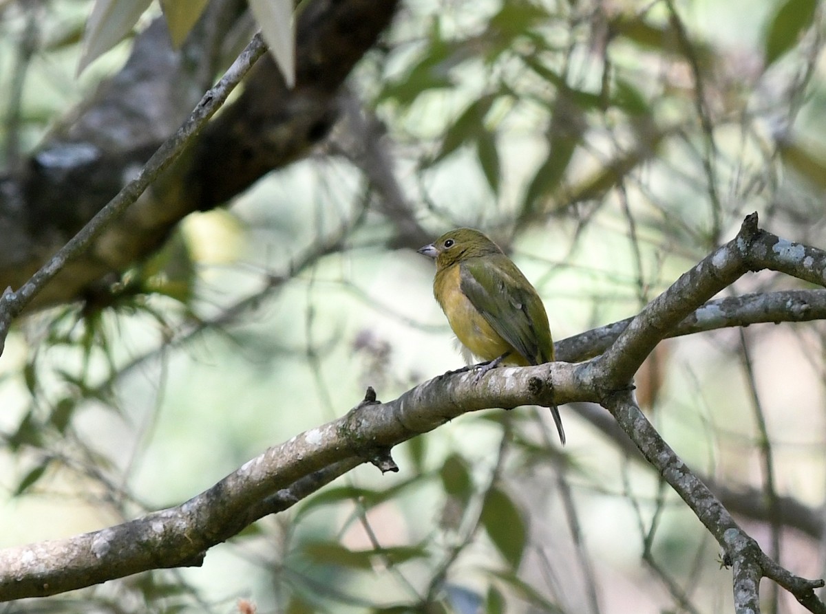 Painted Bunting - ML142055391