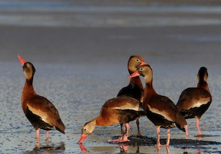 Black-bellied Whistling-Duck, ML142055521