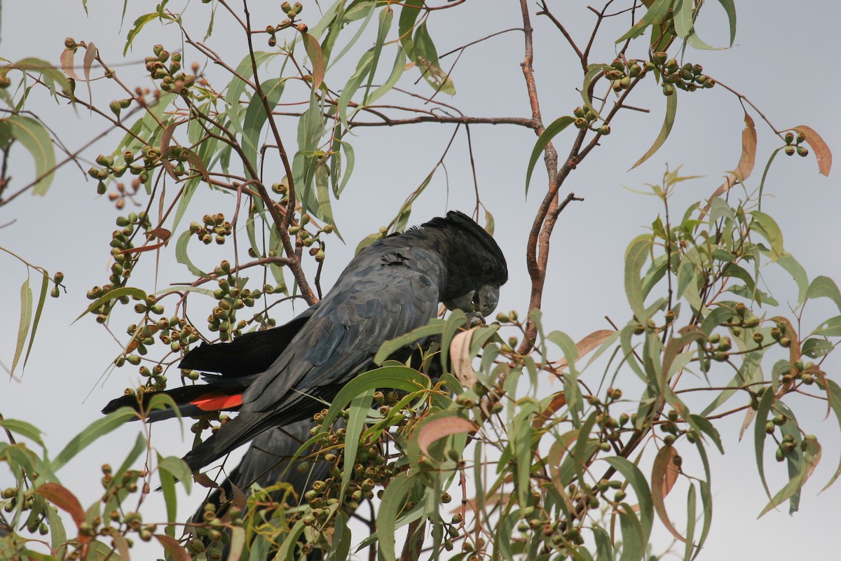 Red-tailed Black-Cockatoo - ML142056401