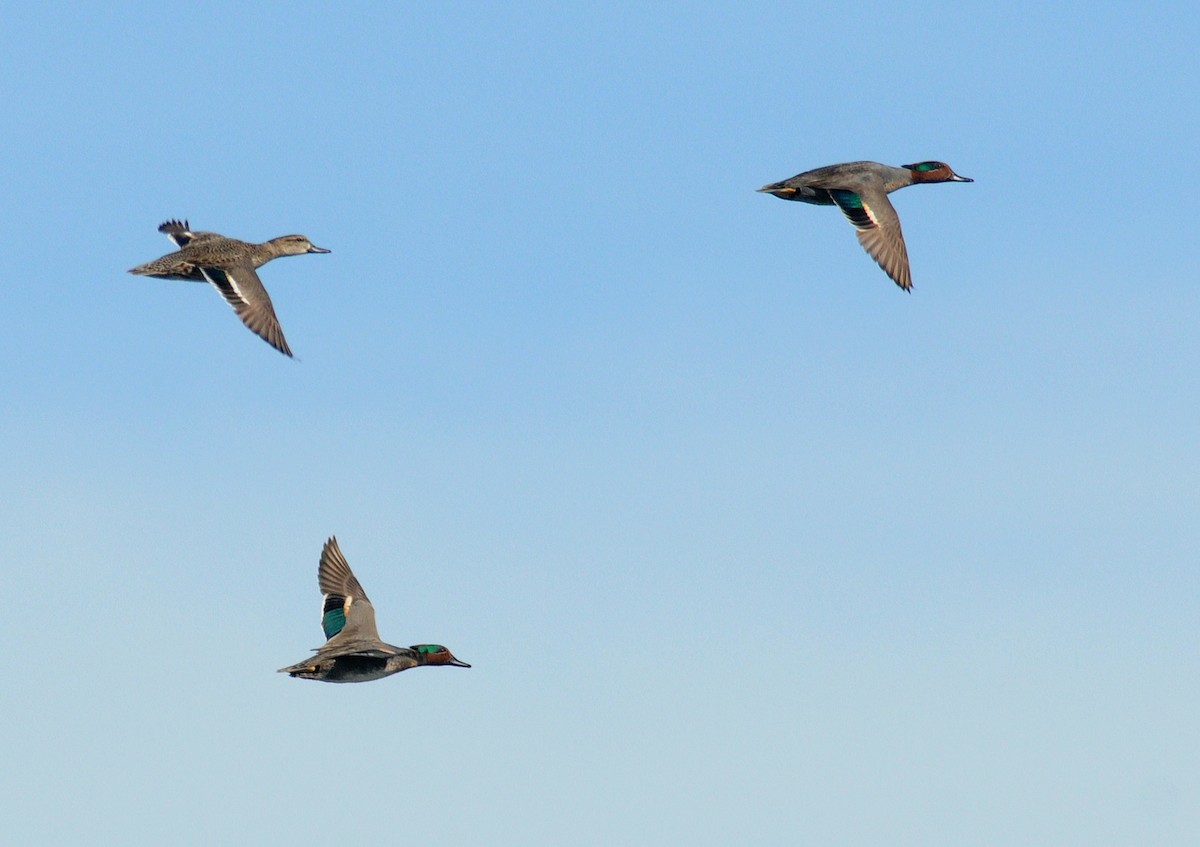 Green-winged Teal - ML142056741