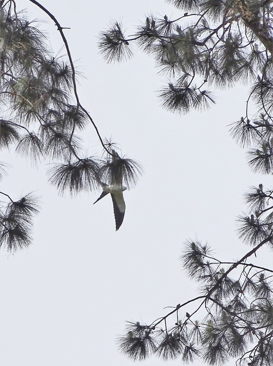Swallow-tailed Kite - Alfonso Auerbach