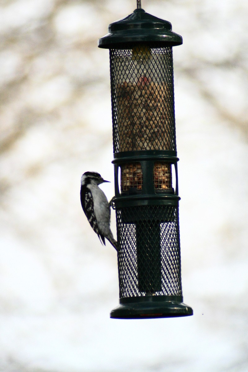 Downy Woodpecker - ML142060911