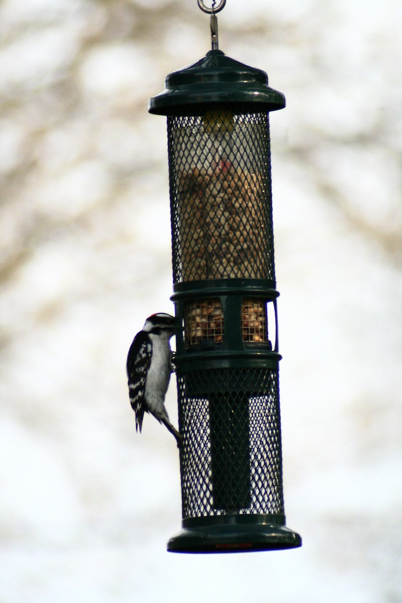 Downy Woodpecker - ML142061001