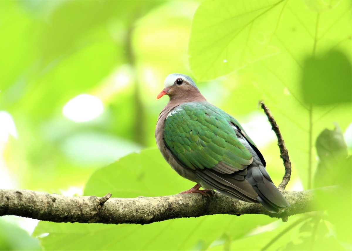 Asian Emerald Dove - Mohammed Sayeer