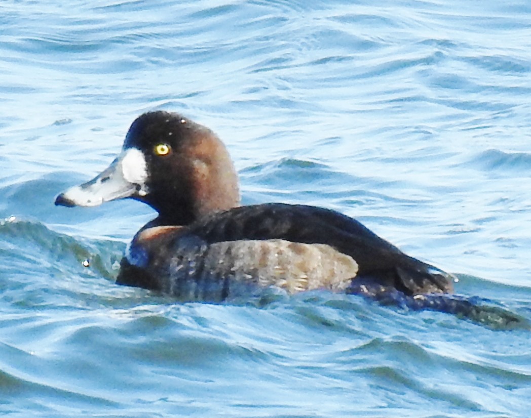 Greater Scaup - alan murray
