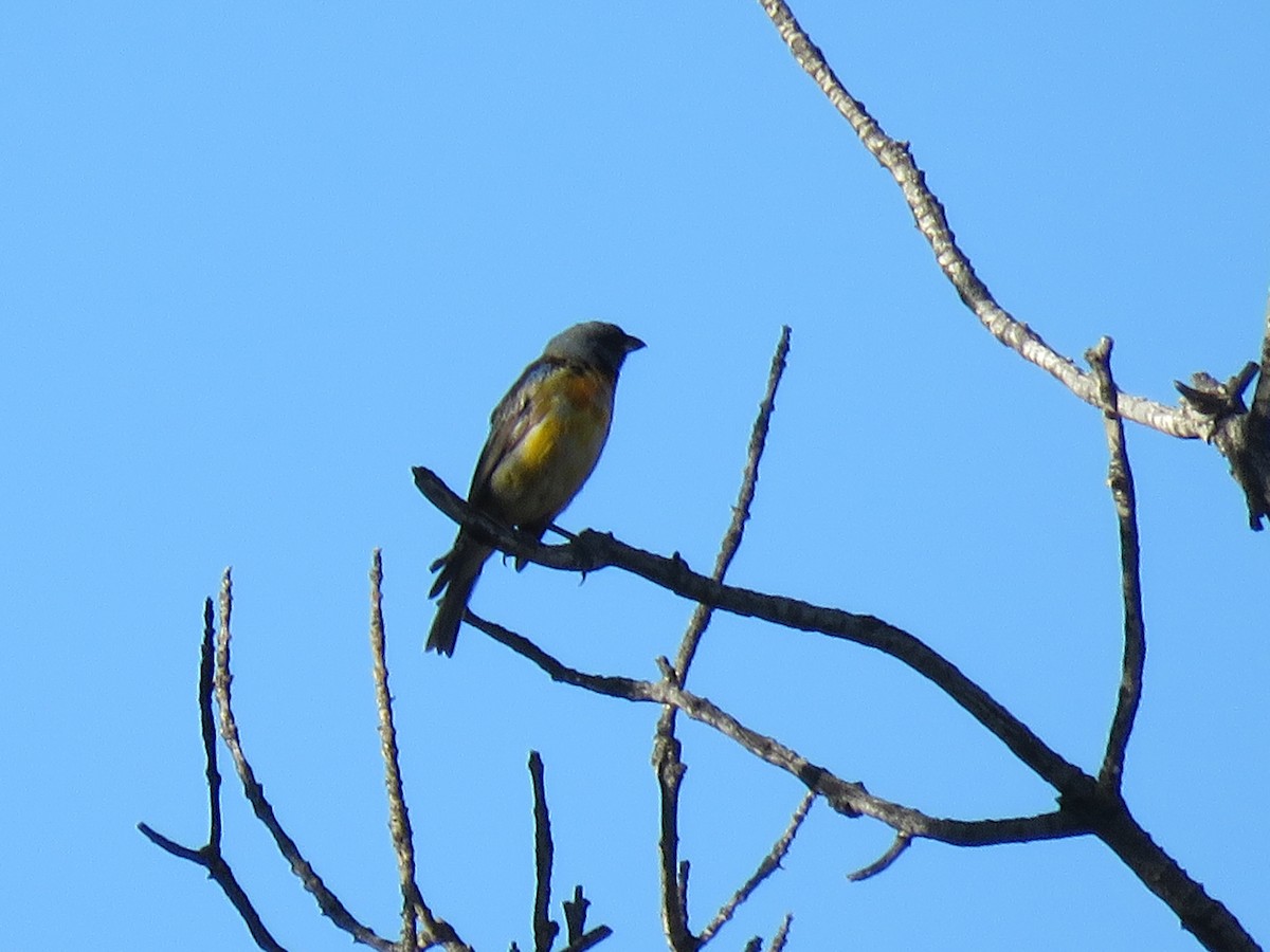 Blue-and-yellow Tanager - ML142062501