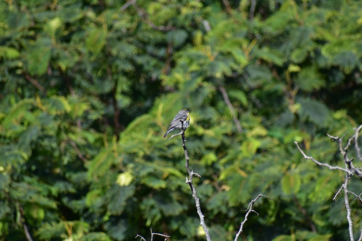 Yellow-rumped Warbler (Audubon's) - ML142063951