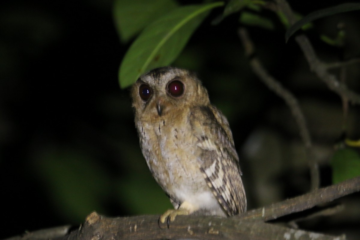 Indian Scops-Owl - Mohammed Sayeer