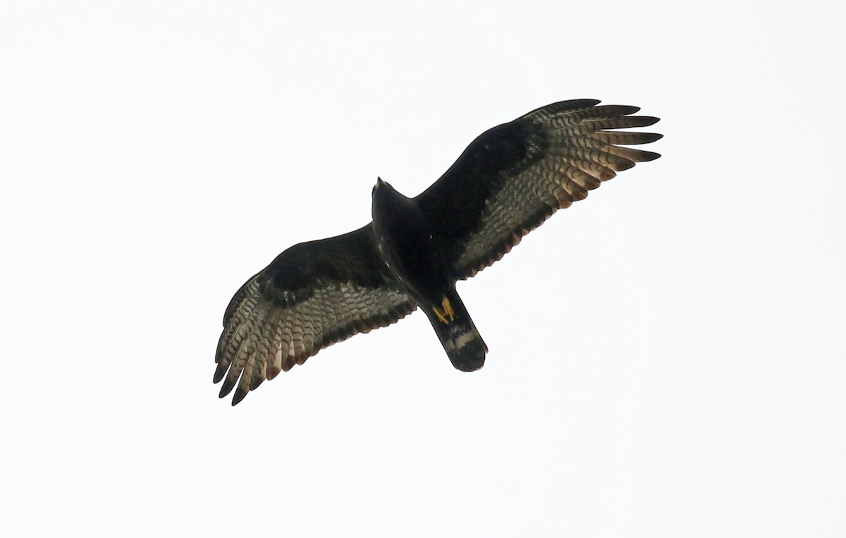 Zone-tailed Hawk - Laura Keene