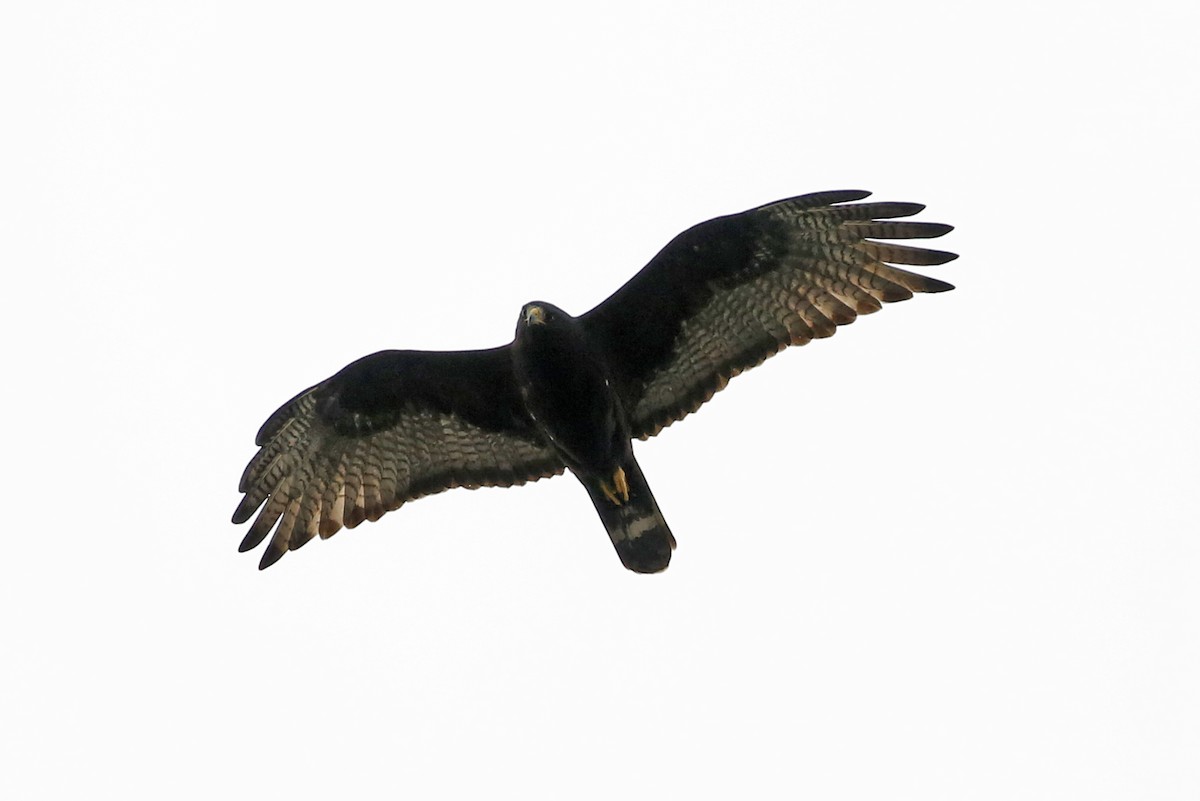 Zone-tailed Hawk - Laura Keene