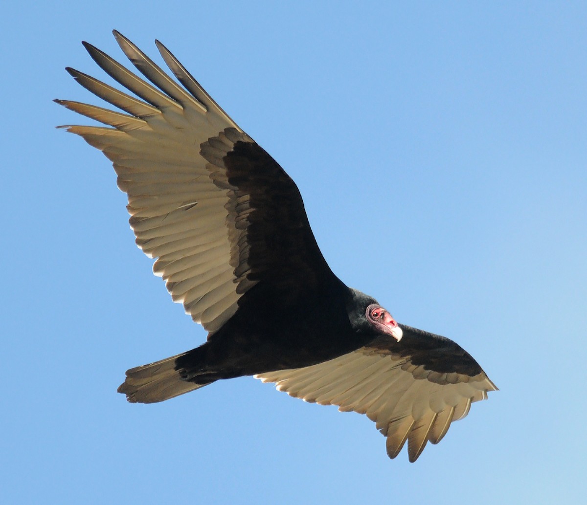 Turkey Vulture - ML142066351