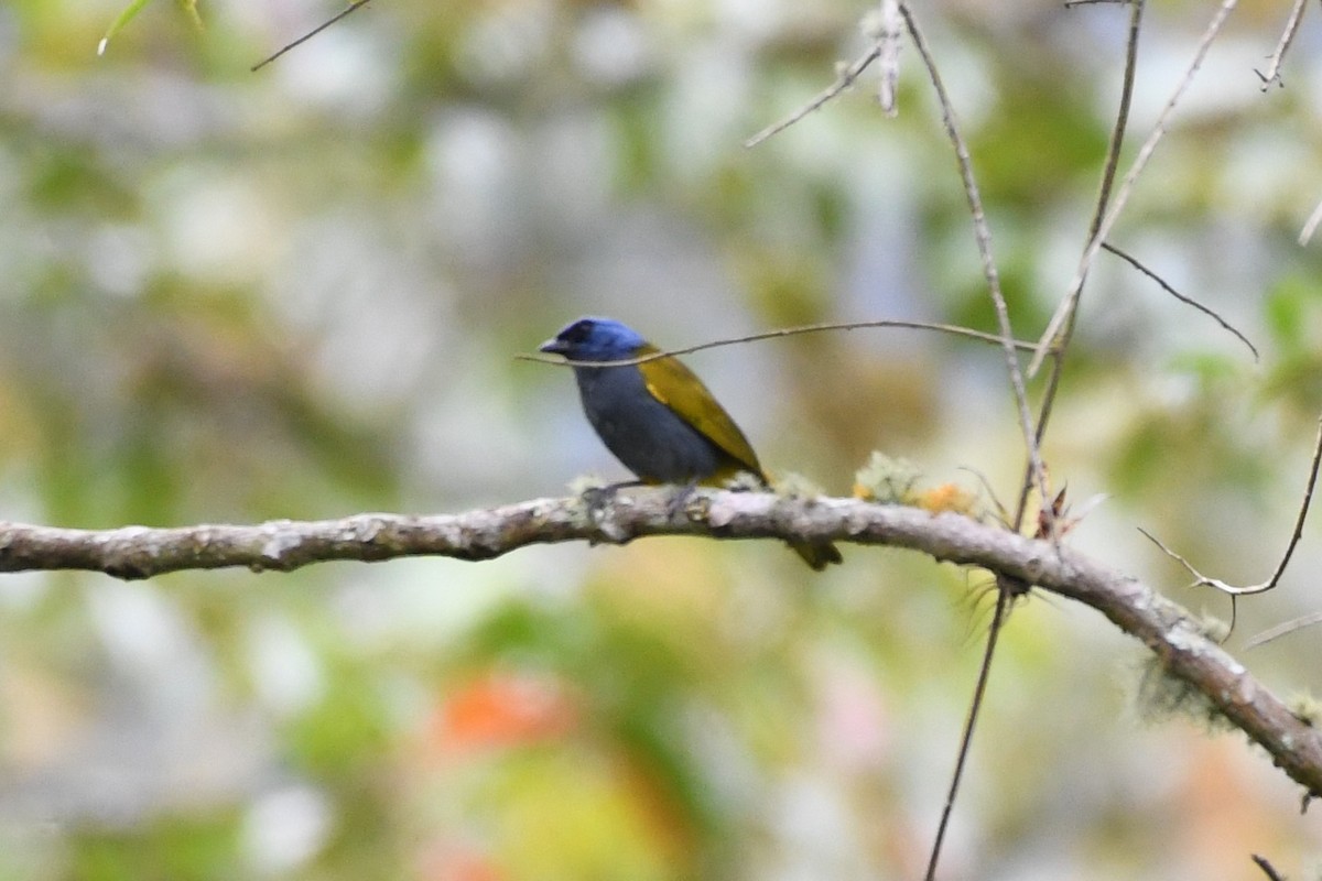 Blue-capped Tanager - ML142066691