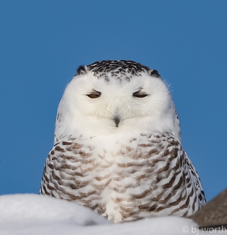 Snowy Owl - ML142066821