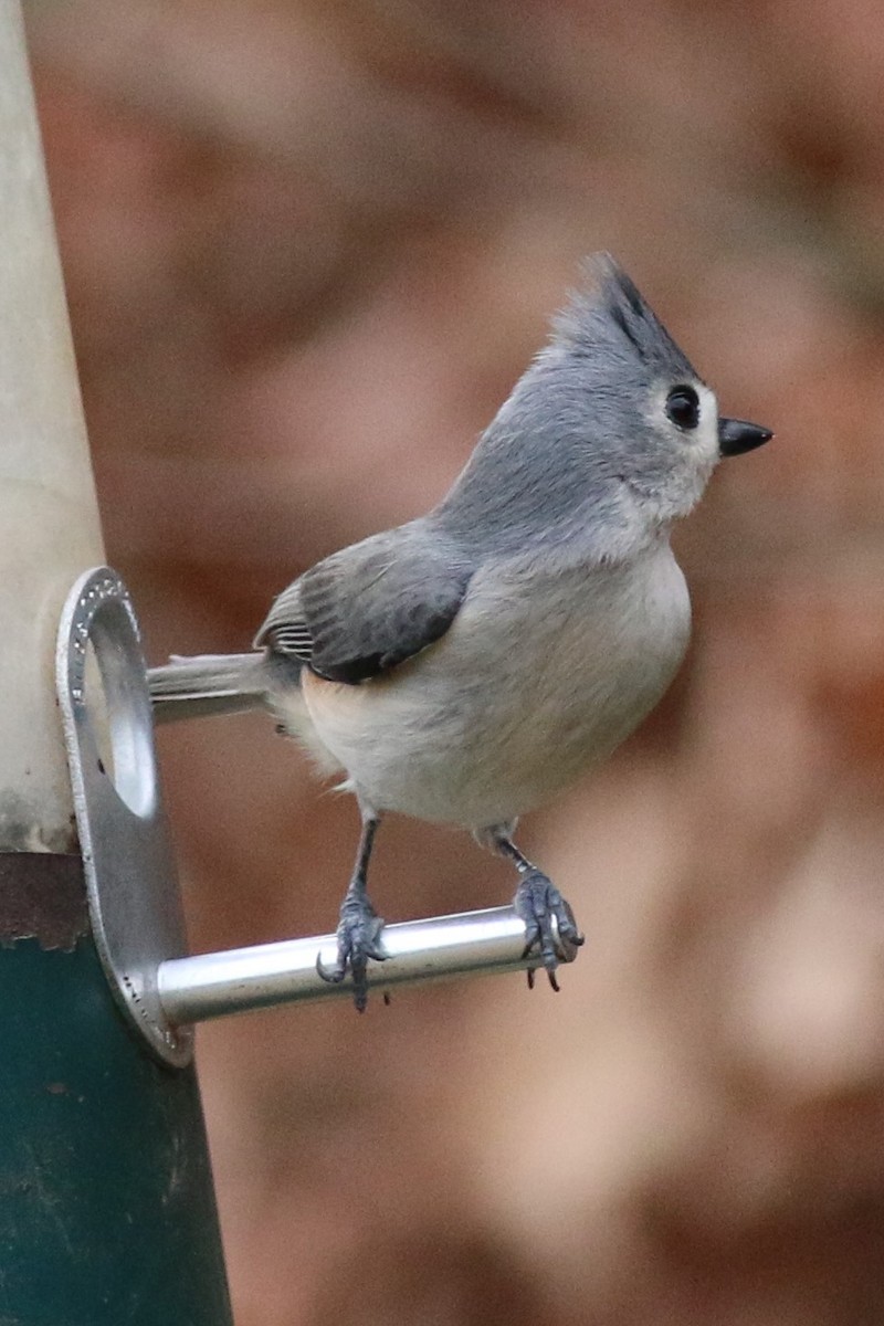 Tufted Titmouse - Dick Plambeck