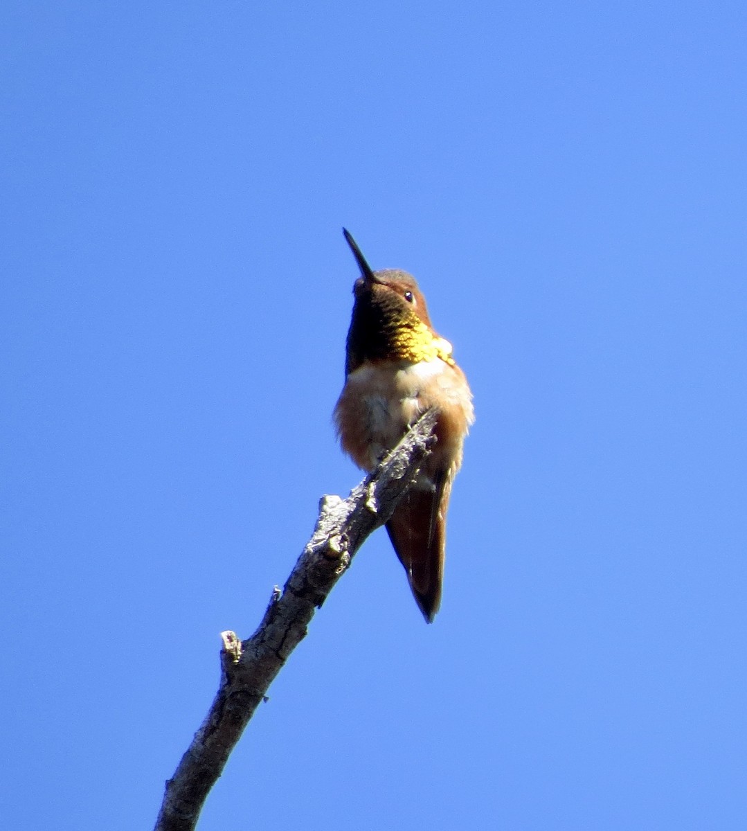 Allen's Hummingbird - Terry Hill