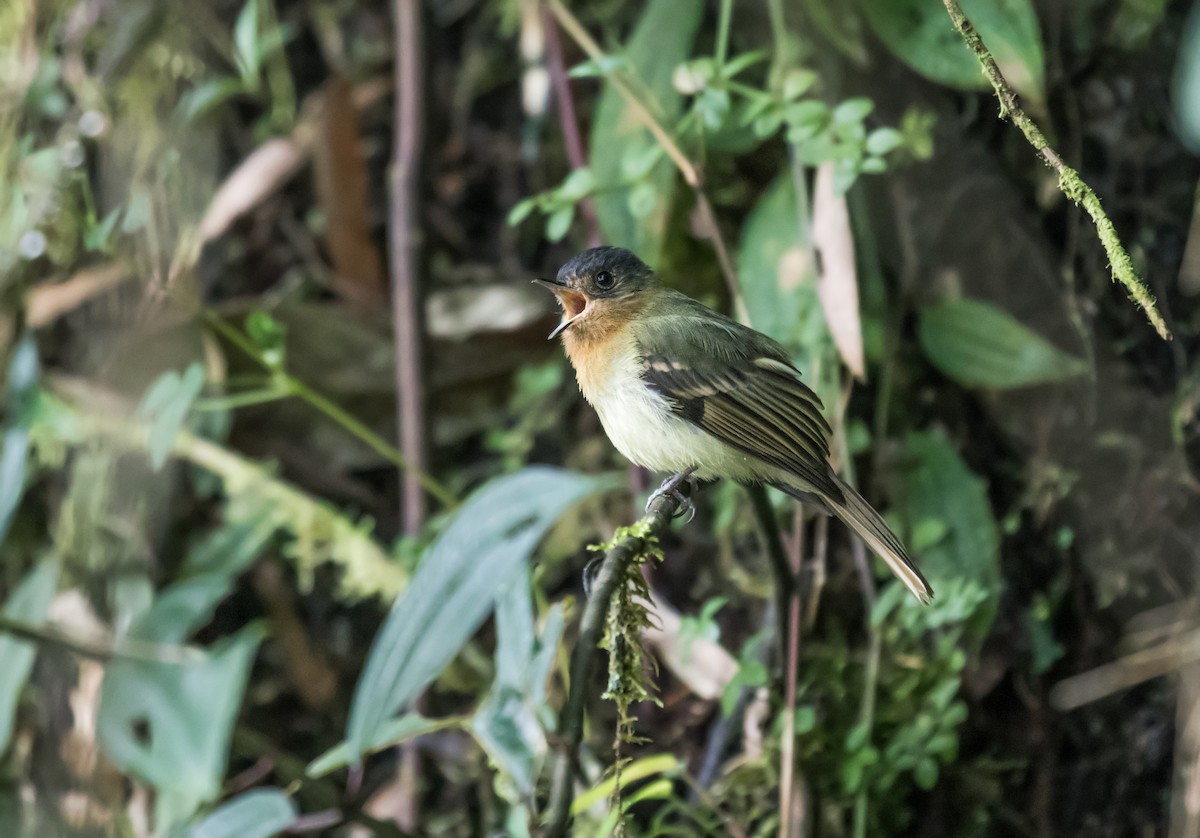 Rufous-breasted Flycatcher - Nick Athanas
