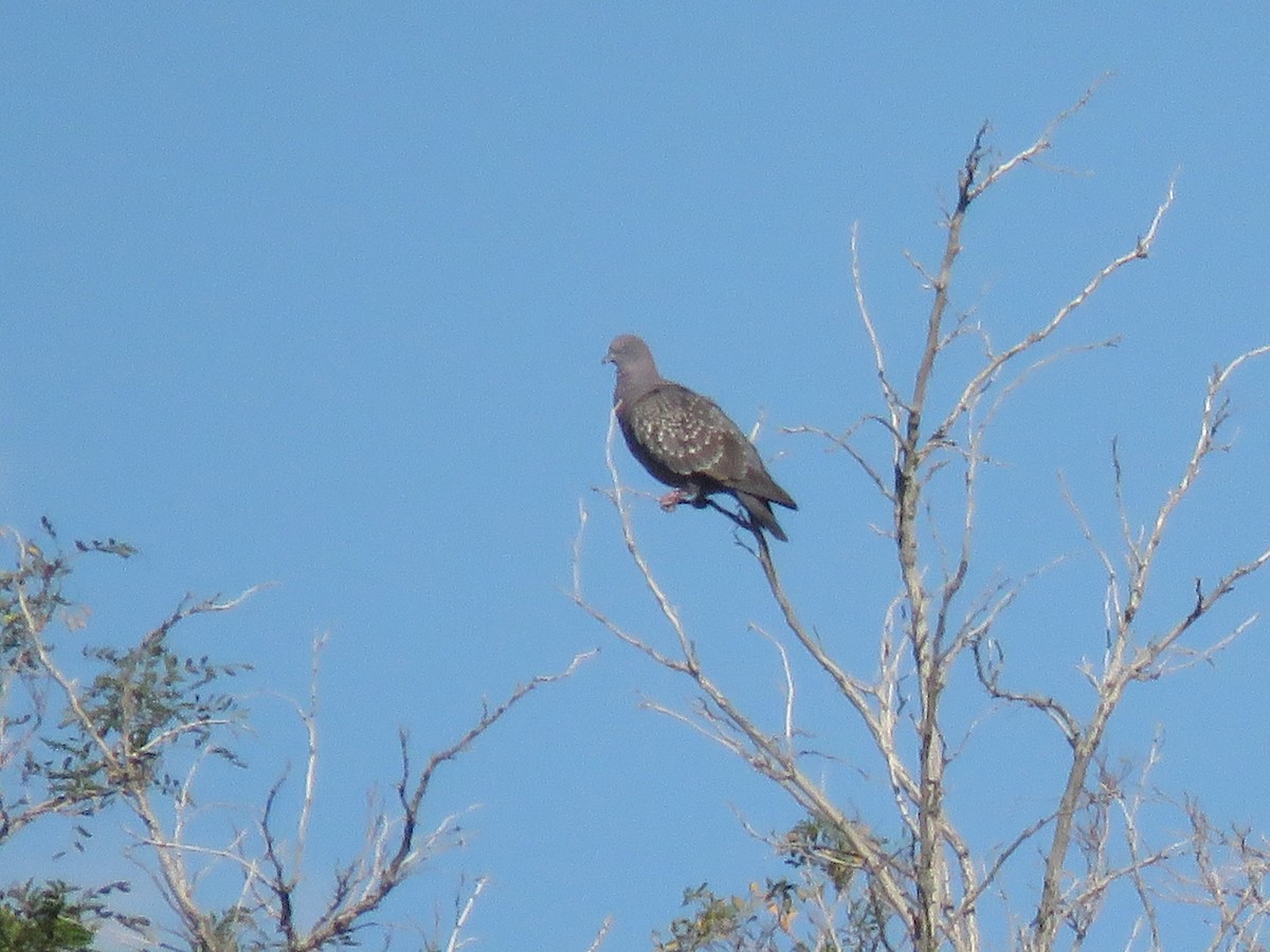 Spot-winged Pigeon - ML142068621