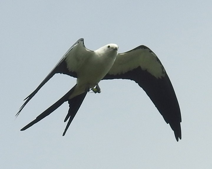 Swallow-tailed Kite - Dick Brewer