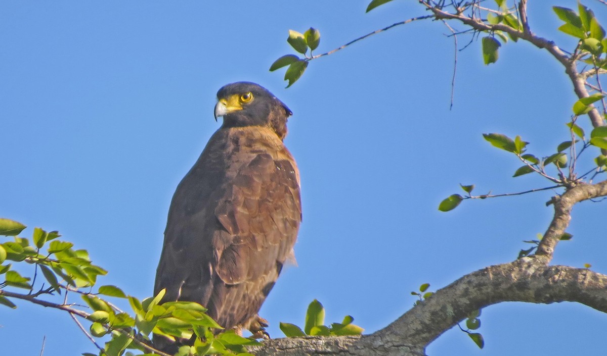Crested Serpent-Eagle - ML142069361