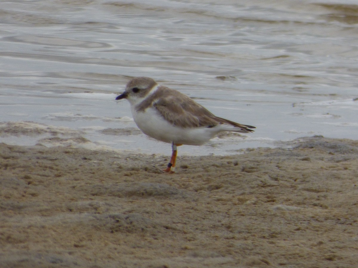 Piping Plover - ML142069461