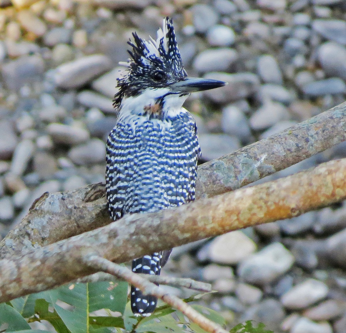 Crested Kingfisher - ML142069671