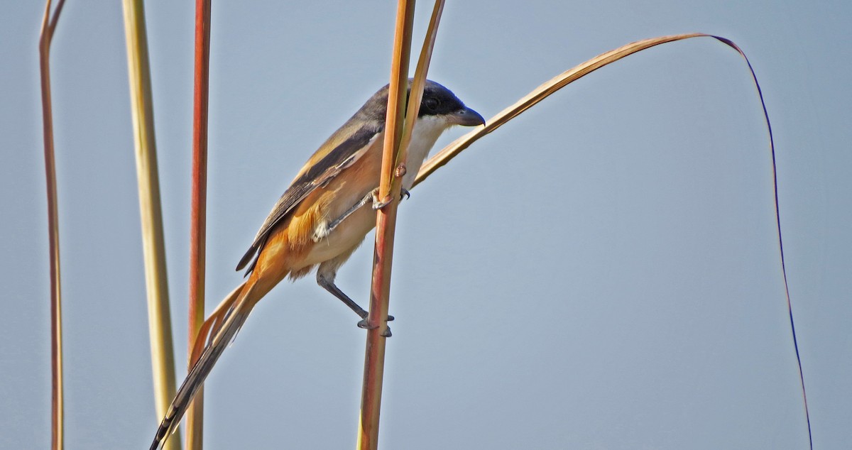 Long-tailed Shrike - ML142069931