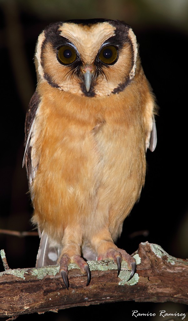 Buff-fronted Owl - ML142071471