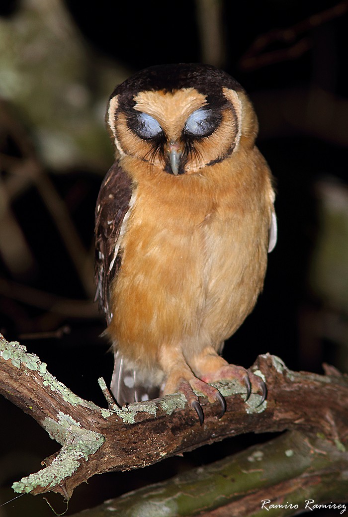 Buff-fronted Owl - ML142071481
