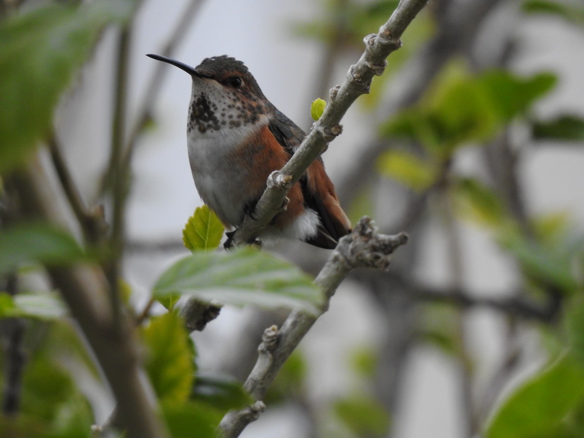 Allen's Hummingbird - Paulette Loubet