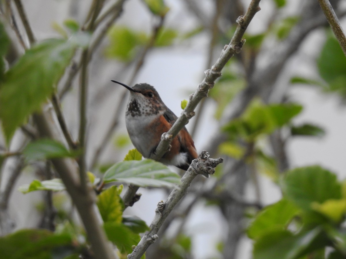 Allen's Hummingbird - Paulette Loubet