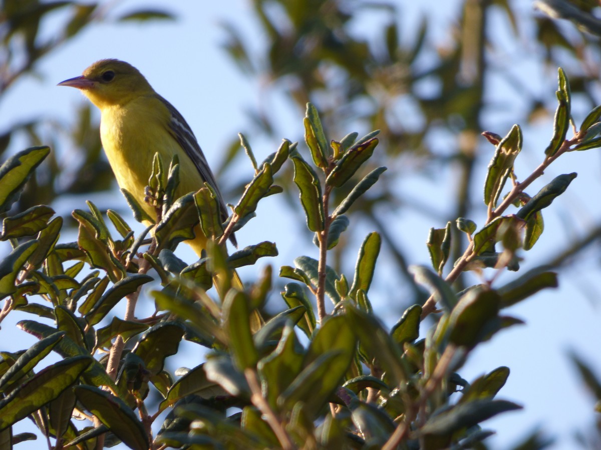 Orchard Oriole - ML142074901