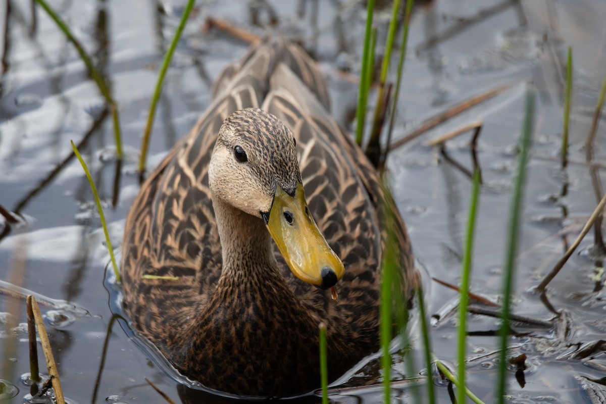 Mottled Duck (Florida) - Mark Schulist