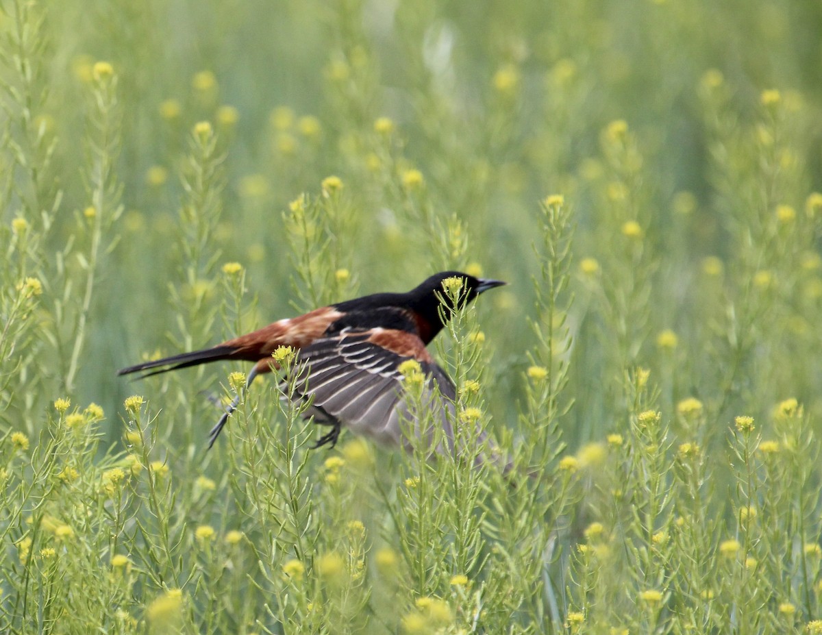 Orchard Oriole - ML142075951