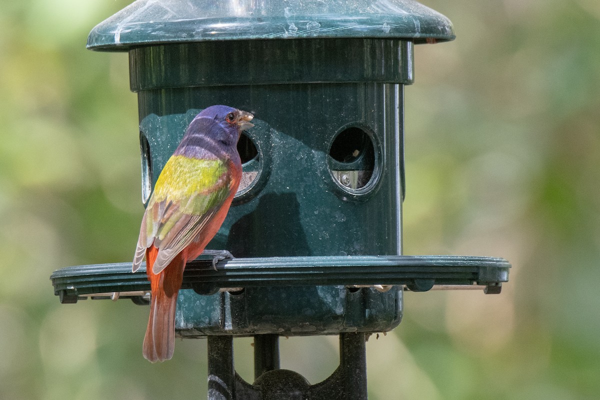 Painted Bunting - Mark Schulist