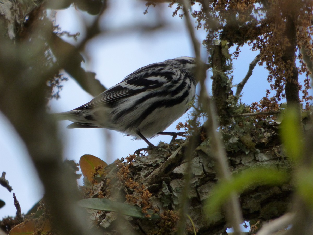 Black-and-white Warbler - ML142077671