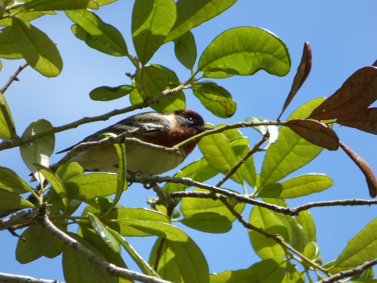 Bay-breasted Warbler - Wendi Greene
