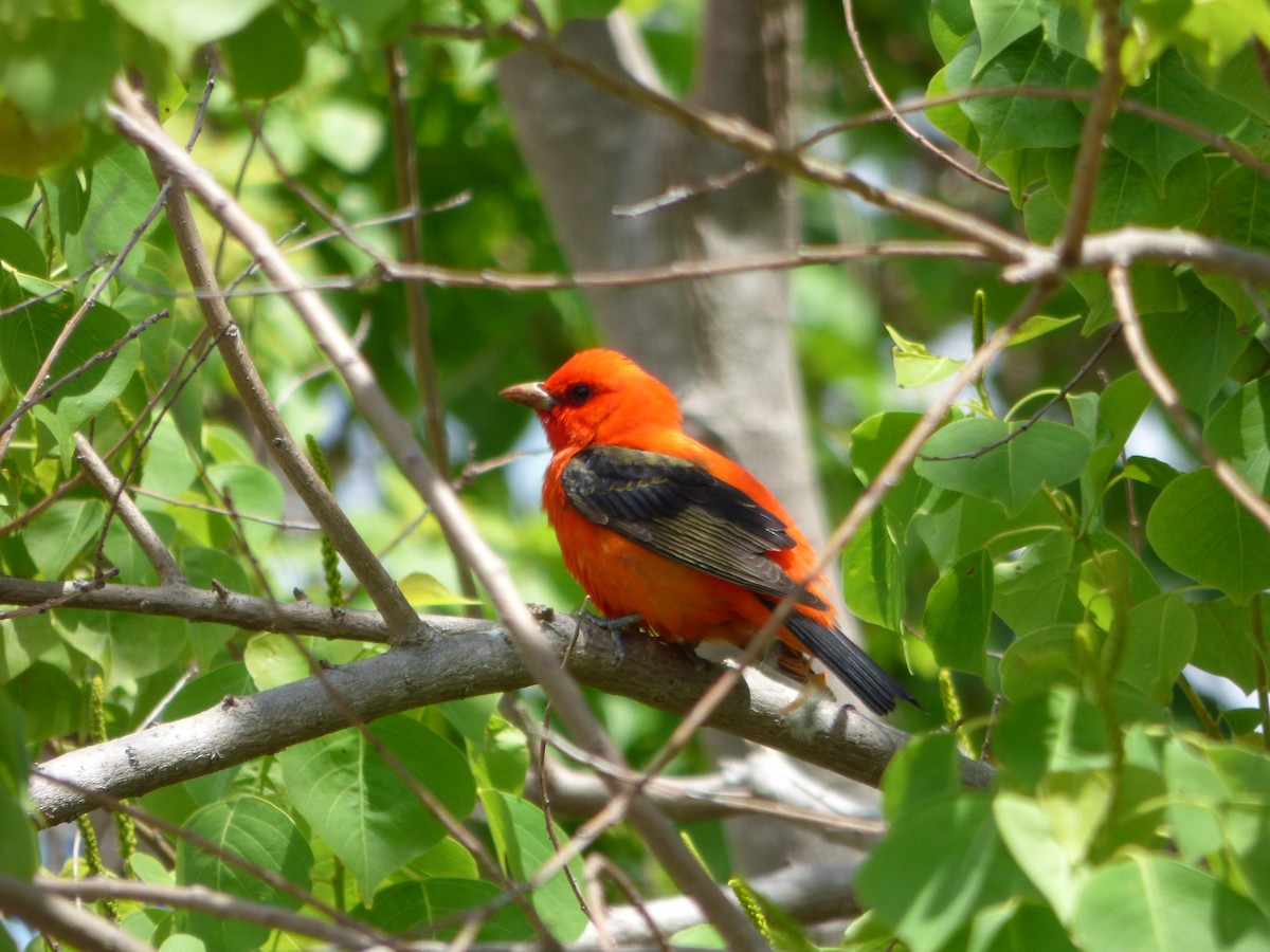 Scarlet Tanager - ML142077941