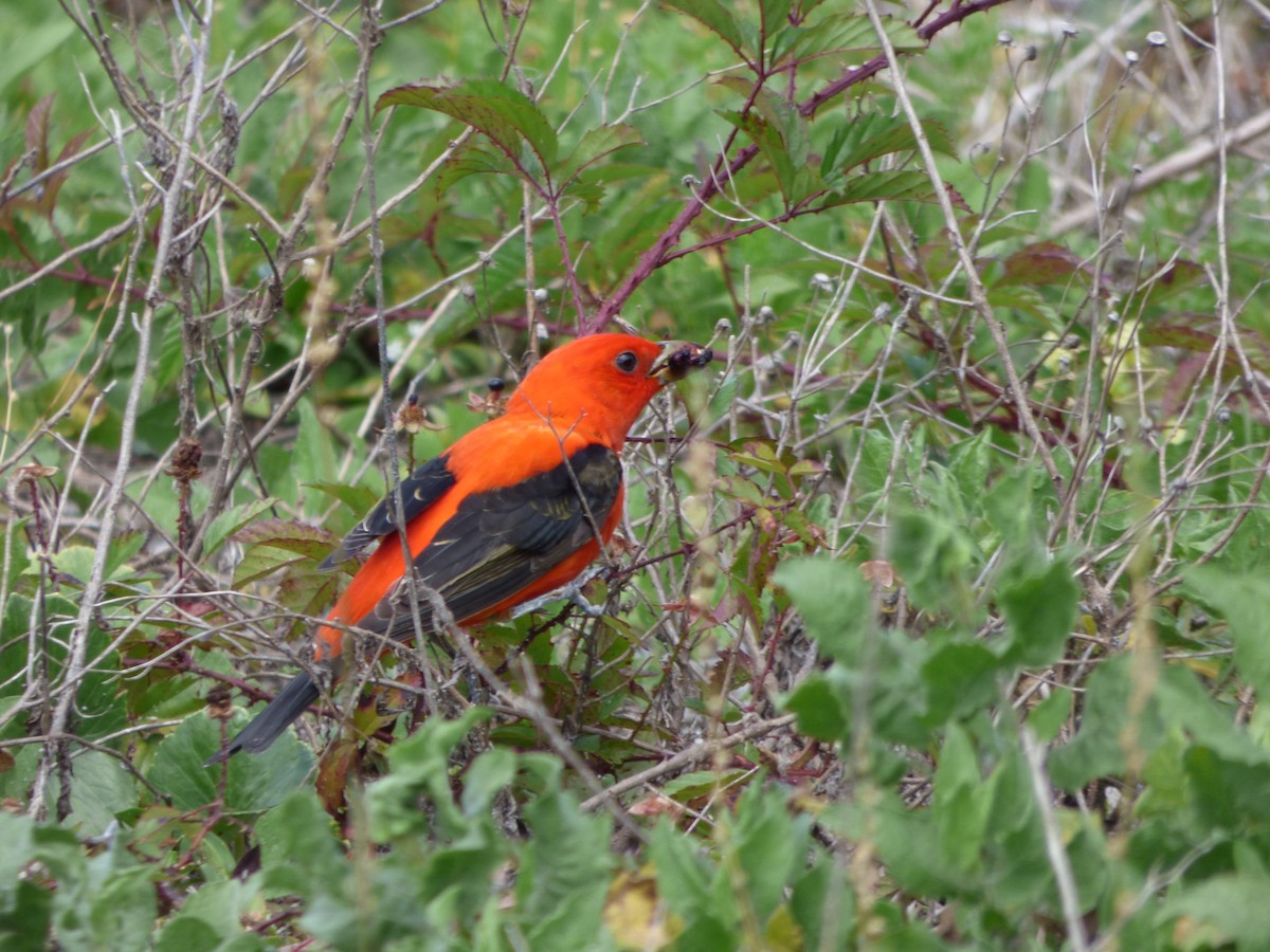 Scarlet Tanager - ML142077961