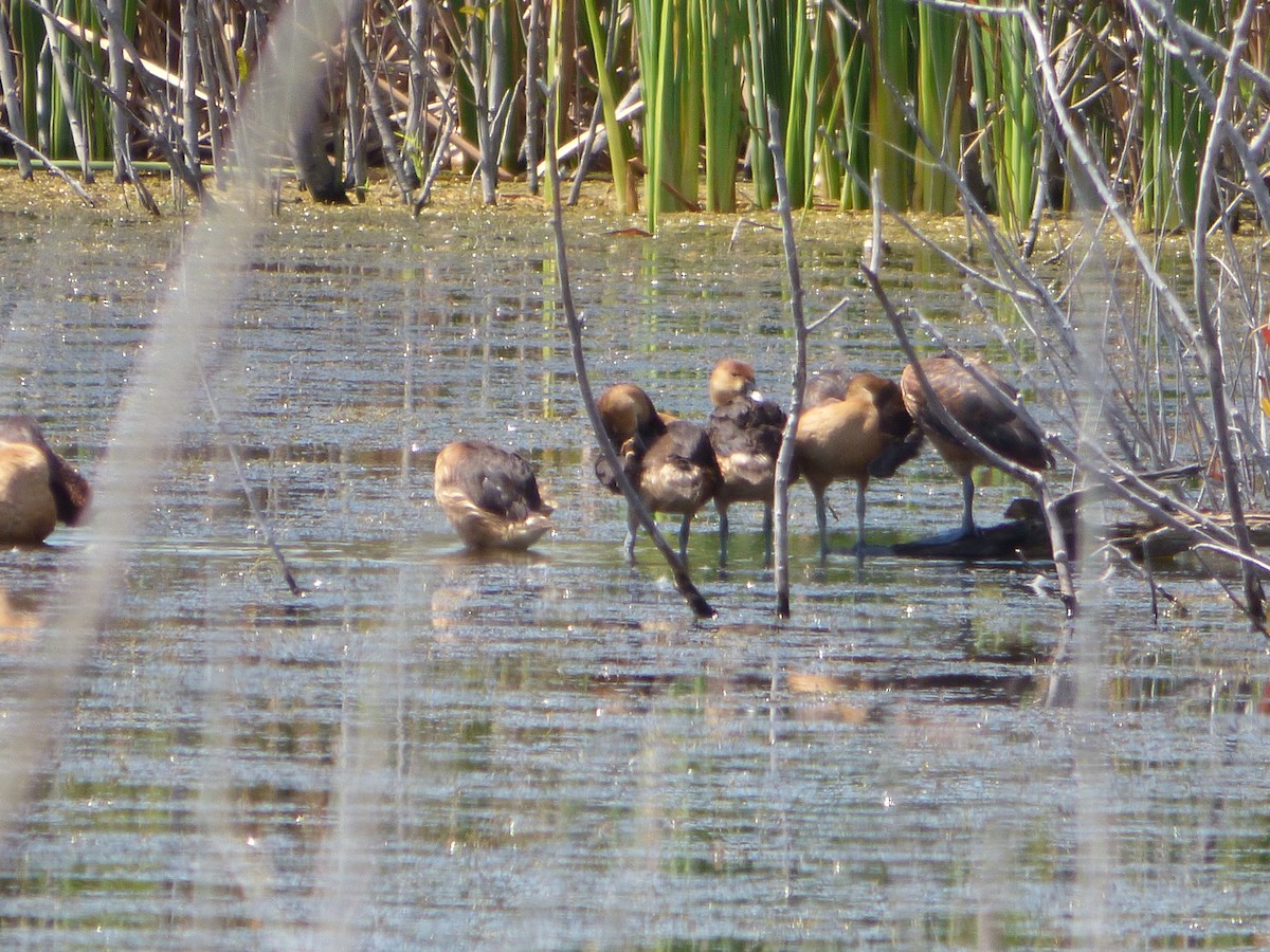 Fulvous Whistling-Duck - ML142078231